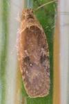 Agonopterix purpurea