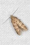 Pseudotelphusa paripunctella