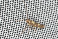 Calybites phasianipennella