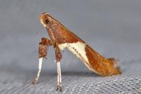 Caloptilia stigmatella