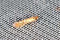 Phyllonorycter messaniella