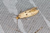 Tinea trinotella
