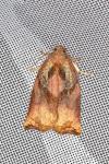 Archips podana
