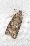 Cnephasia