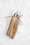 Eucosma