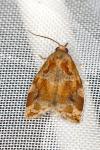 Archips xylosteana