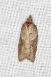 Acleris