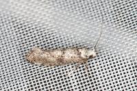 Paraswammerdamia