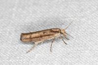 Ypsolopha ustella