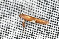 Caloptilia stigmatella