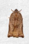 Archips podana