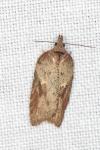 Acleris