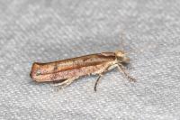 Ypsolopha ustella