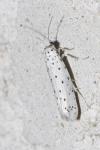 Yponomeuta