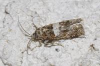 Epiblema gr. sticticana