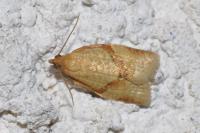 Clepsis consimilana