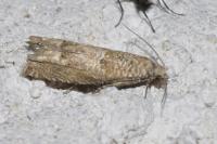 Eucosma