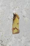 Agapeta zoegana