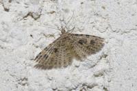 Alucita hexadactyla
