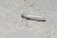 Yponomeuta evonymella