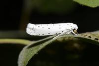Yponomeuta
