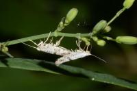 Argyresthia curvella