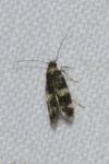 Oegoconia