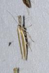 Pleurota aristella