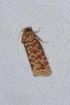 Lozotaeniodes formosana