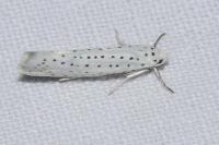 Yponomeuta evonymella