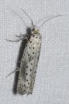 Yponomeuta irrorella