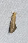 Crassa tinctella