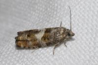 Epinotia rubiginosana
