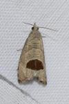 Notocelia uddmanniana