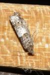 Notocelia trimaculana