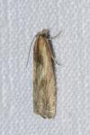 Eucosma