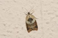 Acleris variegana