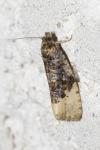 Hedya ochroleucana