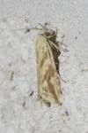 Thiodia citrana