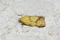 Agapeta hamana