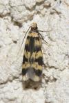 Oegoconia caradjai
