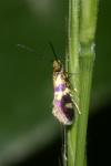 Micropterix aglaella