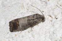 Cydia pomonella