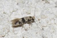Infurcitinea atrifasciella