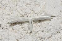 Pterophorus pentadactylus