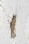 Plutella xylostella