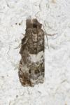 Notocelia trimaculana