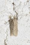 Acompsia antirrhinella/tripunctella