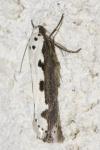 Ethmia bipunctella