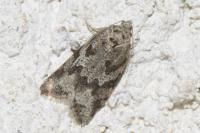 Cnephasia